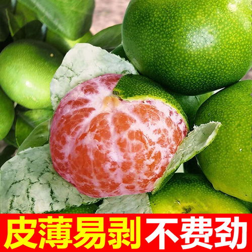新鮮蜜桔批發(fā)指南 薄皮青桔的多倉(cāng)發(fā)貨優(yōu)勢(shì)