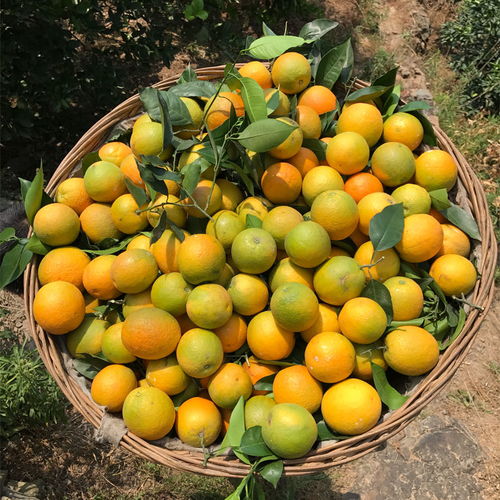 高山臍橙 應(yīng)季甜橙的饋贈(zèng)，從果園直達(dá)餐桌