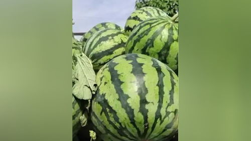 原棚美都西瓜，甜蜜之約，新鮮直達(dá)